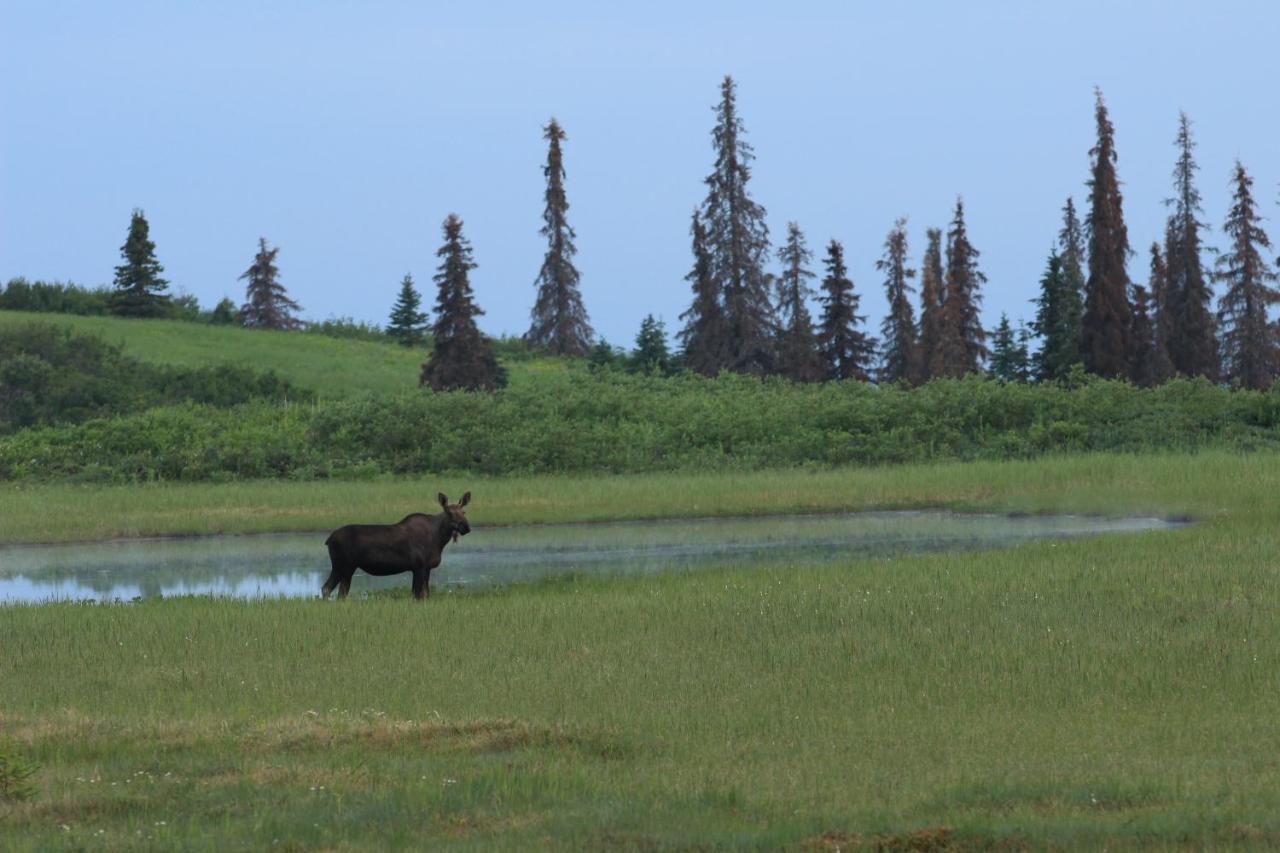 Caribou Lodge Alaska Talkeetna Exteriér fotografie